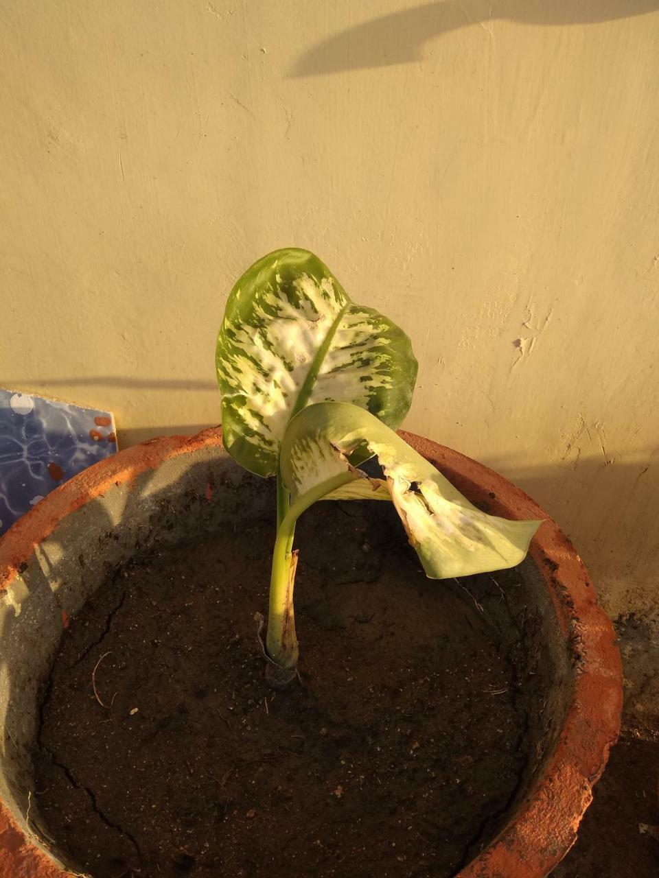 Shree Ram Homestay Orchha Esterno foto